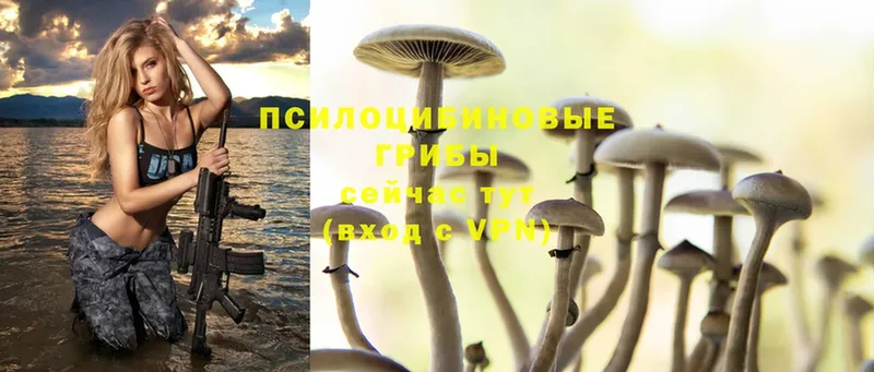 Галлюциногенные грибы Cubensis  Руза 